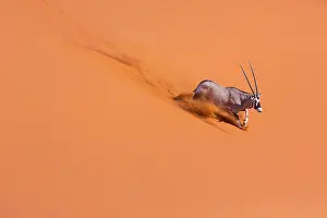 Gemsbuck: Gemsbok or gemsbuck (Oryx gazella), Namib Desert