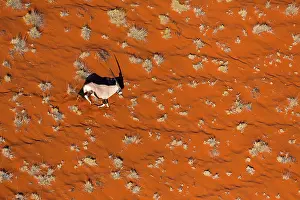 Gemsbuck: Gemsbok or gemsbuck (Oryx gazella), Namib Desert