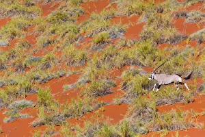 Gemsbuck: Gemsbok or gemsbuck (Oryx gazella), Namib Desert
