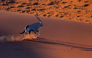Gemsbuck: Gemsbok or gemsbuck (Oryx gazella), Namib Desert