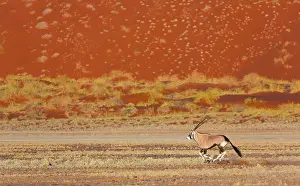 Gemsbuck: Gemsbok or gemsbuck (Oryx gazella), Namib Desert