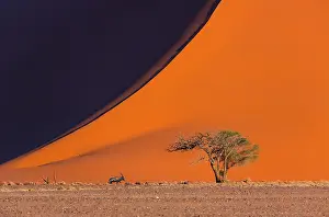 Gemsbuck: Gemsbok or gemsbuck (Oryx gazella), Namib Desert