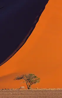 Gemsbuck: Gemsbok or gemsbuck (Oryx gazella), Namib Desert