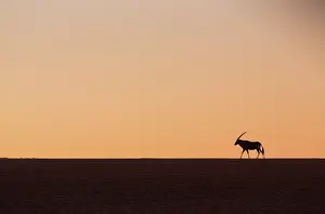 Gemsbuck: Gemsbok or gemsbuck (Oryx gazella), Namib Desert