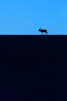Gemsbuck: Gemsbok or gemsbuck (Oryx gazella), Namib Desert