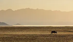 Gemsbuck: Gemsbok or gemsbuck (Oryx gazella), Namib Desert