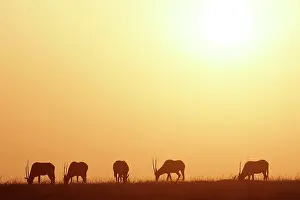 Gemsboks: Gemsbok - group at sunset