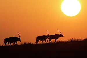 Gemsboks: Gemsbok - group at sunset