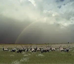 Rainbows: Gemsbok - Herd and rainbow