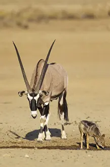 Gemsboks: Gemsbok male and Black-backed Jackal (Canis mesomelas)