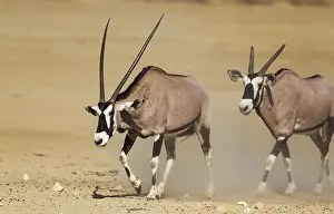 Gemsboks: Gemsbok - male with crippled horns follows a female