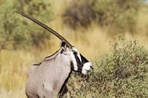 Oryx: Gemsbok. Male. Feeding. Kalahari Desert, Kgalagadi