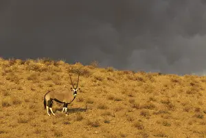 Gemsboks: Gemsbok - male in the light of the early morning