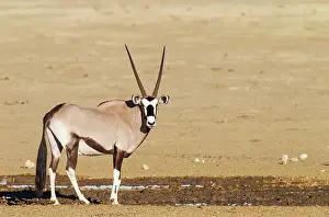 Oryx: Gemsbok. Male at a waterhole. Kalahari Desert, Kgalagadi