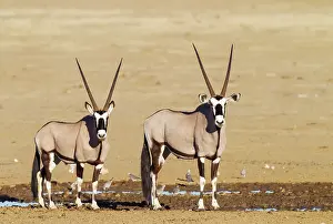Oryx: Gemsbok. Two males at a waterhole. Kalahari Desert