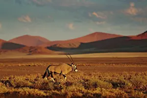 Dangerous: Gemsbok with orange sand dune evening sunset