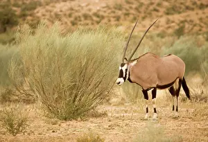 Gemsboks: Gemsbok / Oryx - In a Dry River Bed