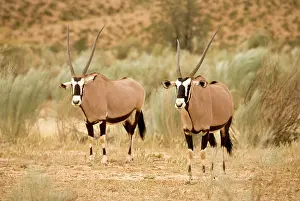Gemsboks: Gemsbok / Oryx - In a Dry River Bed