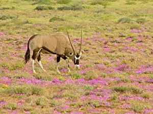 Gemsboks: Gemsbok / Oryx - among flowers in a wet spring