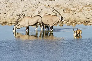 Oryx: Gemsbok (Oryx gazella) and lone Springbok (Anti