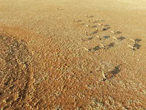Oryx: Gemsbok (Oryx gazella). Roaming an arid plain at the edge of the Namib Desert