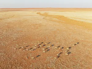 Oryx: Gemsbok (Oryx gazella). Roaming an arid plain at the edge of the Namib Desert