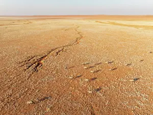 Oryx: Gemsbok (Oryx gazella). Roaming an arid plain at the edge of the Namib Desert