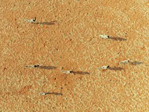 Oryx: Gemsbok (Oryx gazella). Roaming an arid plain at the edge of the Namib Desert