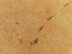 Oryx: Gemsbok (Oryx gazella). Roaming an arid plain at the edge of the Namib Desert