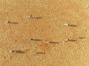 Oryx: Gemsbok (Oryx gazella). Roaming an arid plain at the edge of the Namib Desert