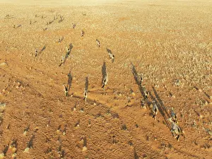 Oryx: Gemsbok (Oryx gazella). Roaming an arid plain at the edge of the Namib Desert