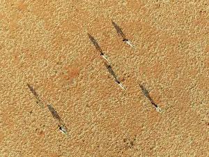 Oryx: Gemsbok (Oryx gazella). Roaming an arid plain at the edge of the Namib Desert