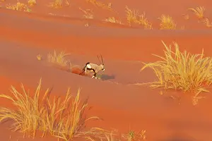 Remote: Gemsbok (Oryx gazella). Roaming the dunes of the Namib Desert