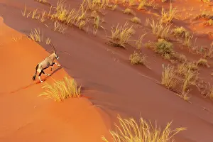Remote: Gemsbok (Oryx gazella). Roaming the dunes of the Namib Desert