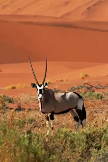 Gemsbok: Gemsbok (Oryx gazella), and sand dunes