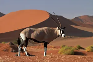 Gemsbok: Gemsbok (Oryx gazella), and sand dunes