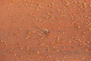 Remote: Gemsbok (Oryx gazella). At a sandy plain in the Namib Desert