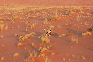 Remote: Gemsbok (Oryx gazella). At a sandy plain in the Namib Desert