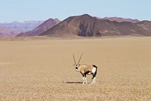 Oryx: Gemsbok (Oryx gazella) standing out in the open