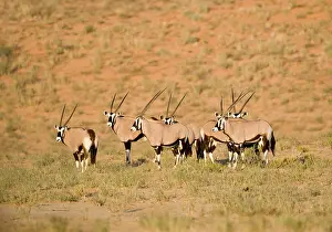 Gemsboks: Gemsbok / Oryx - Huddled together at the foot of a dune
