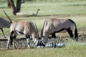 Zoopharmacognosy: Gemsbok / Oryx licking salt at Kwang waterhole