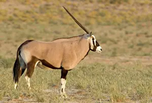 Gemsboks: Gemsbok / Oryx - Portrait