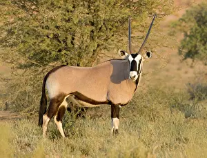 Gemsboks: Gemsbok / Oryx - Portrait