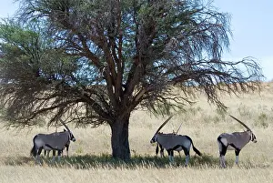 Gemsboks: Gemsbok / Oryx resting in shade during heat of day