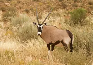 Gemsboks: Gemsbok / Oryx - In tall grass