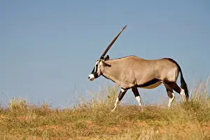 Gemsboks: Gemsbok / Oryx - Walking along the crest of a Kalahari Dune