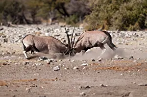Gemsboks: Gemsbok - pair fighting