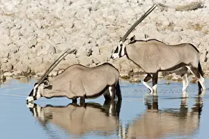 Oryx: Gemsbok pair (Oryx gazella) standing in a water