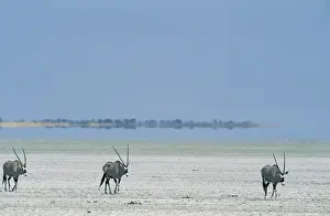 Gemsboks: Gemsbok - Roaming at the edge of the dry Etosha Pan