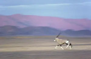 Gemsboks: Gemsbok - running on a gravel plain in the Namib Desert